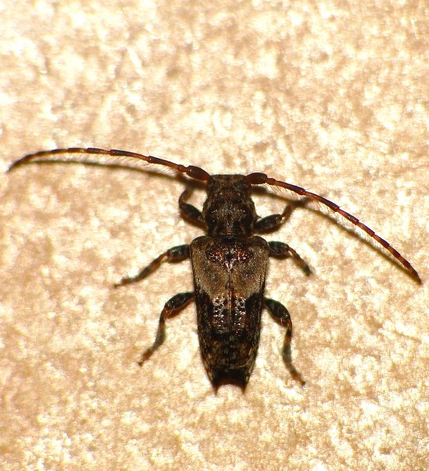 fuzáč Pogonocherus hispidus