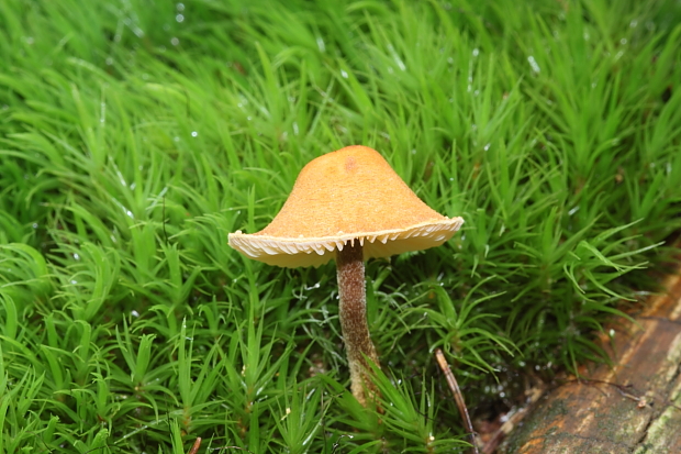 zrnivka okrová Cystoderma amianthinum (Scop.) Fayod