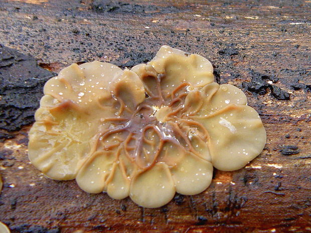 uchovka pásikavá Auricularia mesenterica (Dicks.) Pers.