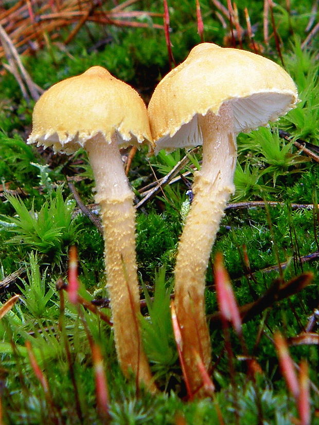 zrnivka okrová Cystoderma amianthinum (Scop.) Fayod