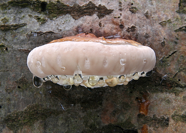 práchnovček pásikavý Fomitopsis pinicola (Sw.) P. Karst.