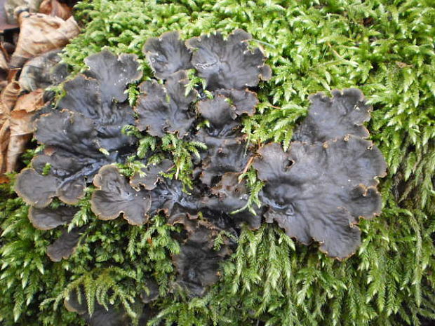 štítnatec  Peltigera hymenina (Ach.) Delise