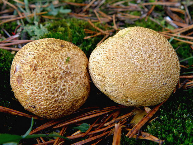 pestrec Scleroderma sp.