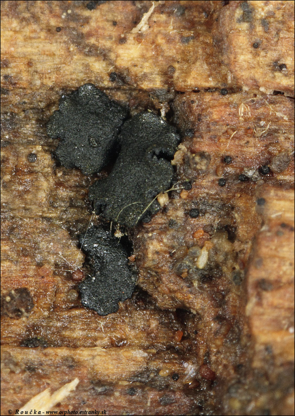 karšia drevná Rhizodiscina lignyota (Fr.) Hafellner