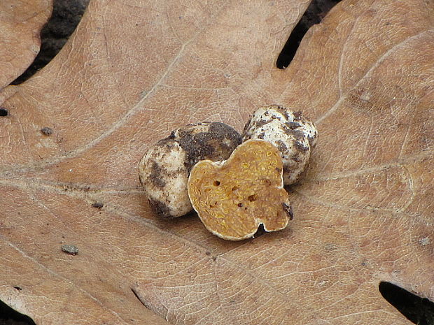 hľuza žltá? Hymenogaster luteus Vittad.