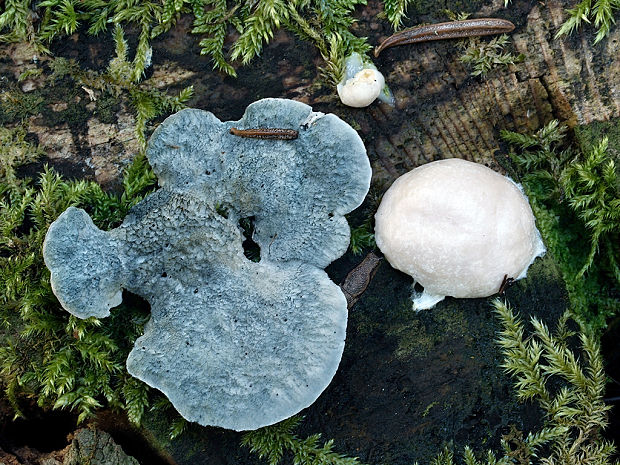 tvarohovník modrastý+Sieťnatka obyčajná Postia caesia+Reticularia lycoperdon