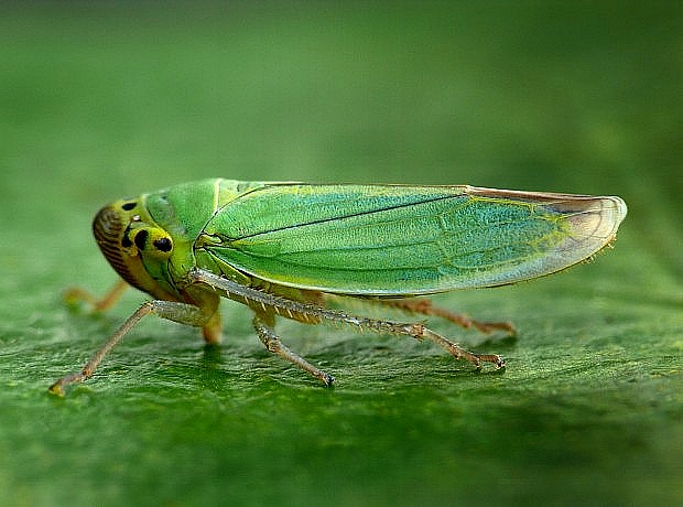 cikádka zelená Cicadella viridis Linnaeus, 1758