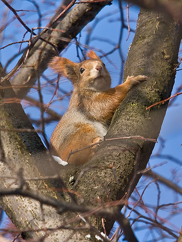 veverička stromová  Sciurus vulgaris