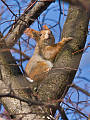 veverička stromová 