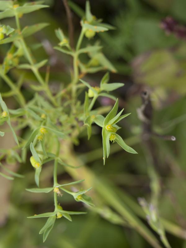 mliečnik drobný Euphorbia exigua L.