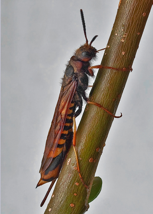 pílovka listnáčová (pilořitka listnáčová-cz) Tremex fuscicornis
