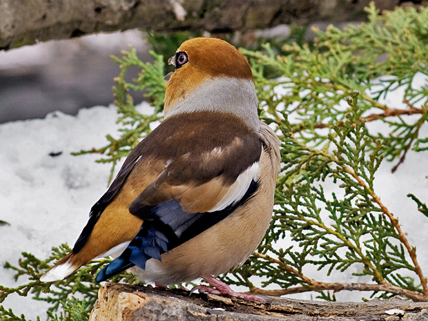 glezg hrubozobý Coccothraustes coccothraustes