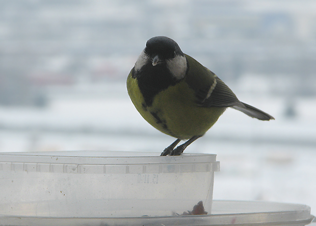 sýkorka bielolíca Parus major