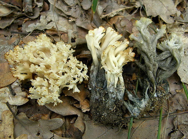 červuľka strapačkovitá Helminthosphaeria clavariarum (Desm.) Fuckel