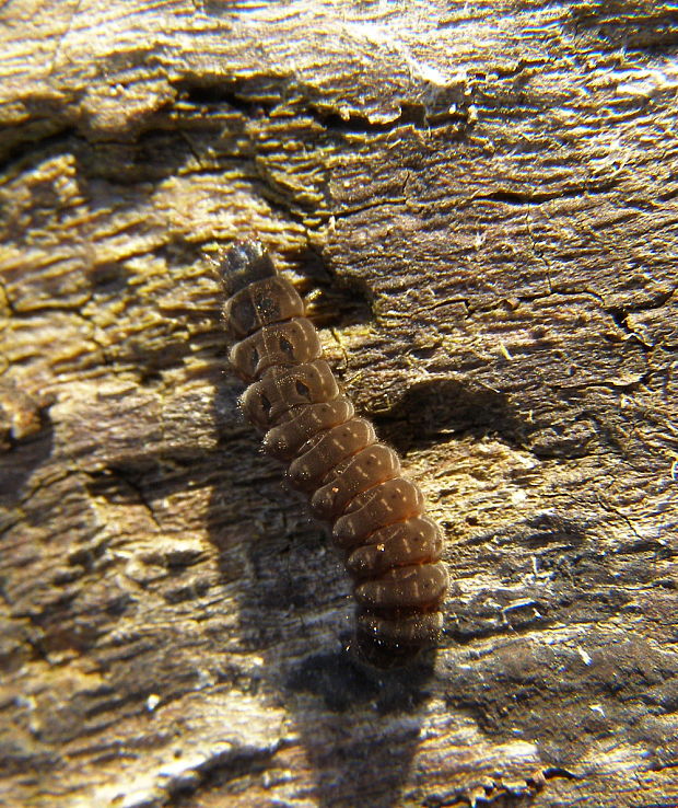 snehulčík sivočierny -larva Cantharis fusca.