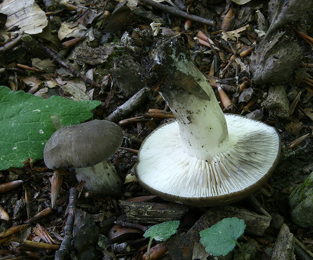 líha kouřová /cz/       Lyophyllum leucophaeatum (P. Karst.) P. Karst.