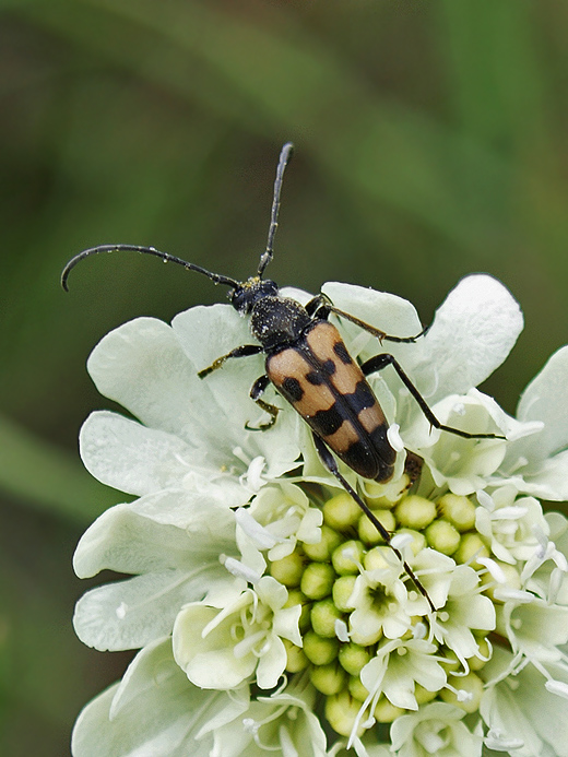 fuzáč  Pachytodes erraticus (Cerambycidae)