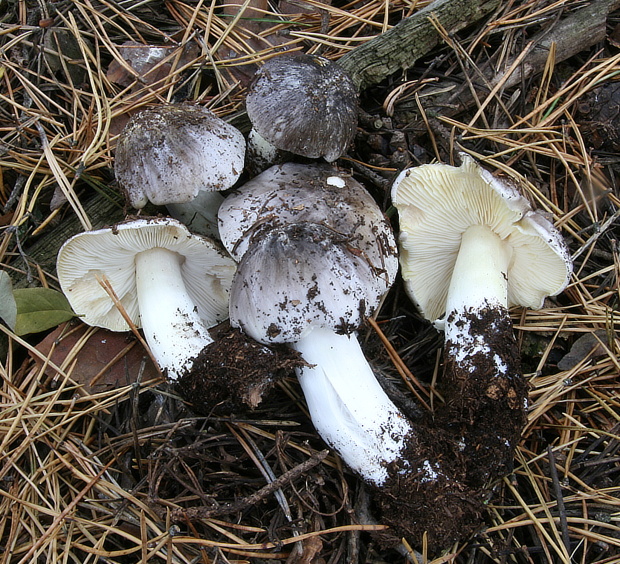 čírovka sivá Tricholoma portentosum (Fr.) Quél.
