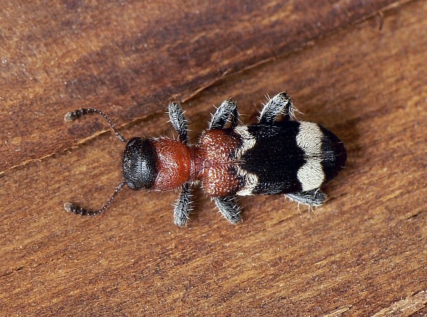 pestroš mravcový Thanasimus formicarius Linnaeus, 1758