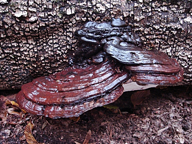 lesklokôrovka Ganoderma sp.