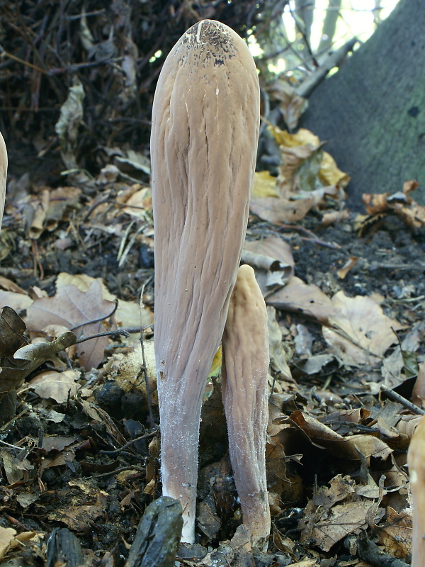 kyjak obrovský Clavariadelphus pistillaris (Fr.) Donk