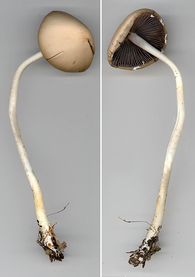 drobuľka blanitá Coprinopsis marcescibilis (Britzelm.) Örstadius & E. Larss.