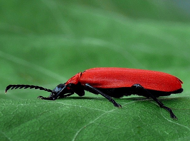 červenáčik ohnivý Pyrochroa coccinea Linnaeus, 1761