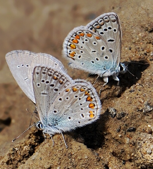 modráčik obyčajný Polyommatus icarus