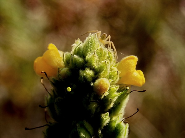 divozel malokvetý Verbascum thapsus L.