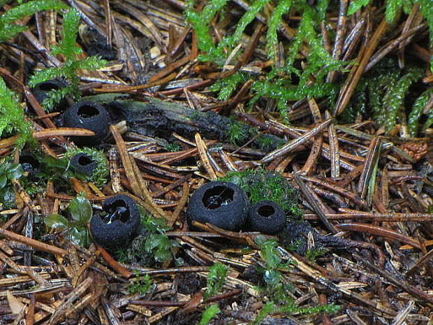 misôčka černastá Pseudoplectania nigrella (Pers.) Fuckel