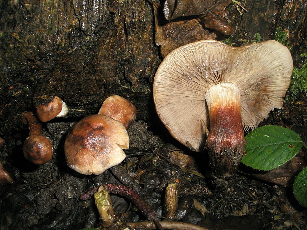 čírovka plavohnedá Tricholoma fulvum (Fr.) Bigeard & H. Guill.