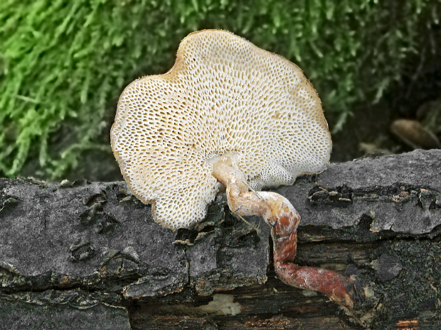 trúdnik zimný Lentinus brumalis (Pers.) Zmitr.