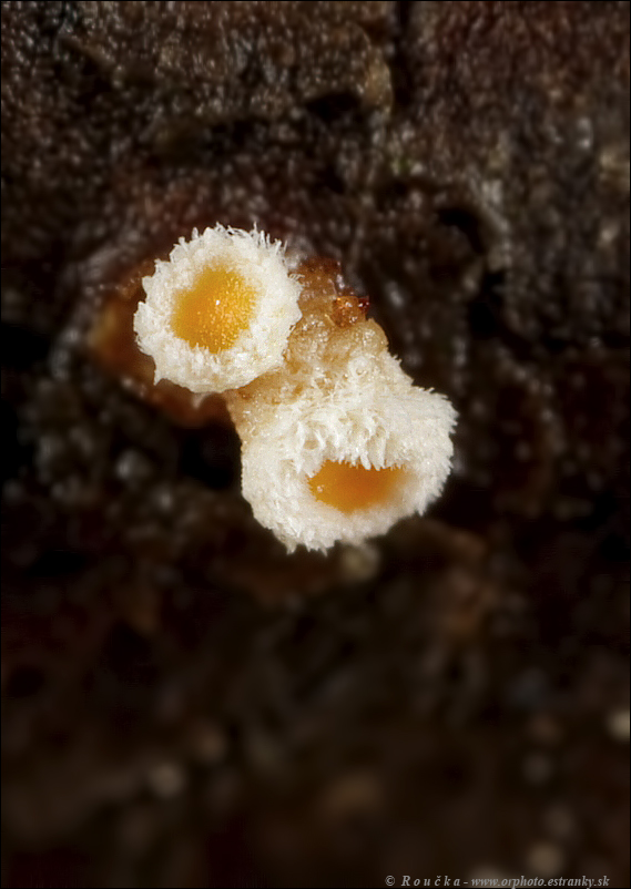vlnuška neškodná Lachnellula cf. occidentalis (G.G. Hahn & Ayers) Dharne