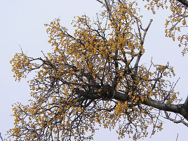 imelovec európsky Loranthus europaeus Jacq.