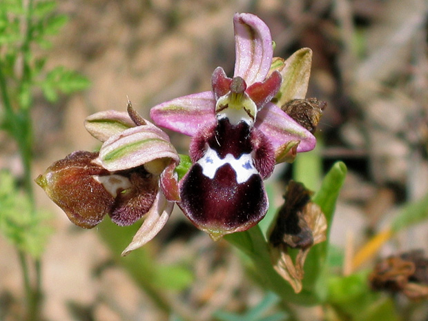 hmyzovník Ophrys reinholdii Spruner ex Fleischm.