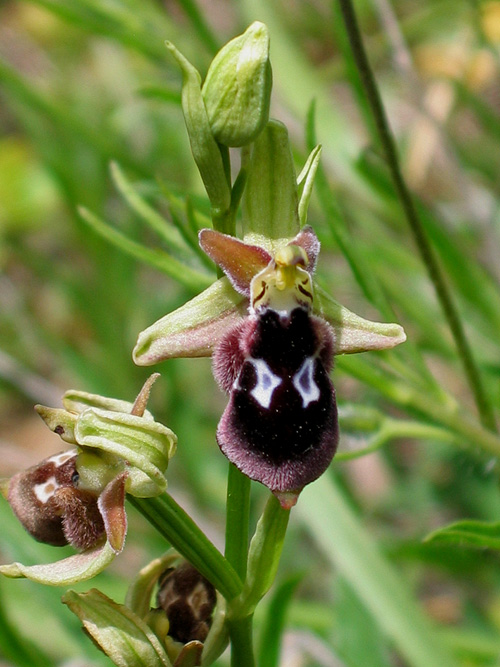 hmyzovník Ophrys reinholdii Spruner ex Fleischm.
