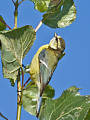 sýkorka belasá (Parus caeruleus)