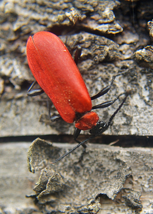 červenáčik ohnivý  Pyrochroa coccinea  Linnaeus, 1761