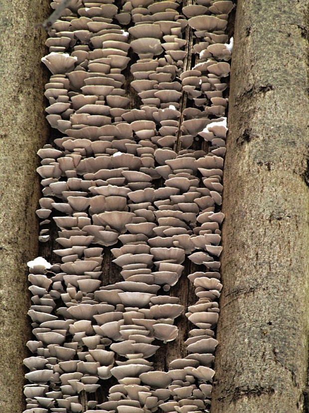 trúdnikovec zamatový-outkovka pýřitá Trametes pubescens (Schumach.) Pilát