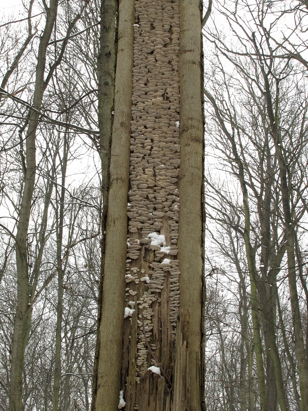 trúdnikovec zamatový-outkovka pýřitá Trametes pubescens (Schumach.) Pilát