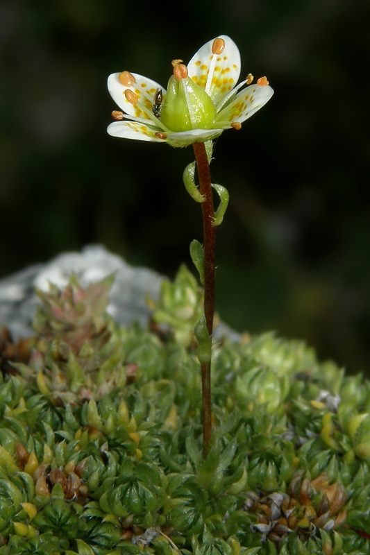 lomikameň machovitý Saxifraga bryoides L.