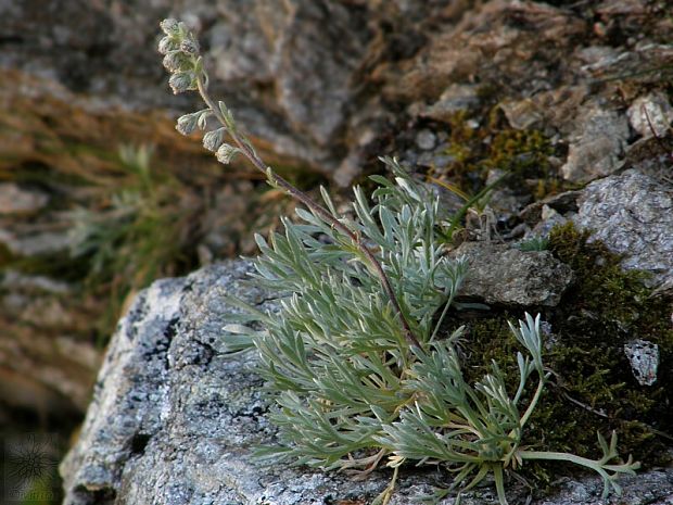 palina skalná Artemisia eriantha Ten.