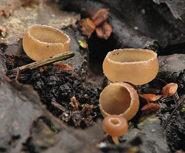 jahňadka liesková Ciboria coryli (Schellenb.) N.F. Buchw.