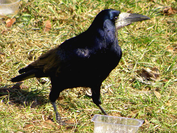havran poľný  Corvus frugilegus