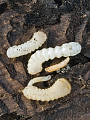 cerambycidae