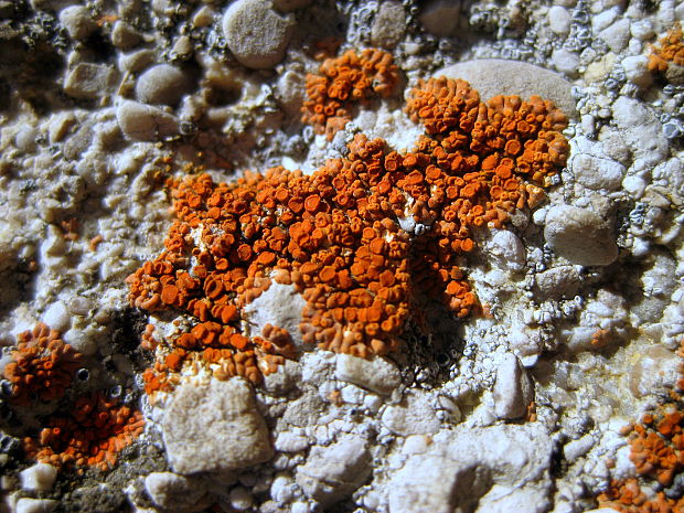 krasnica Caloplaca sp.