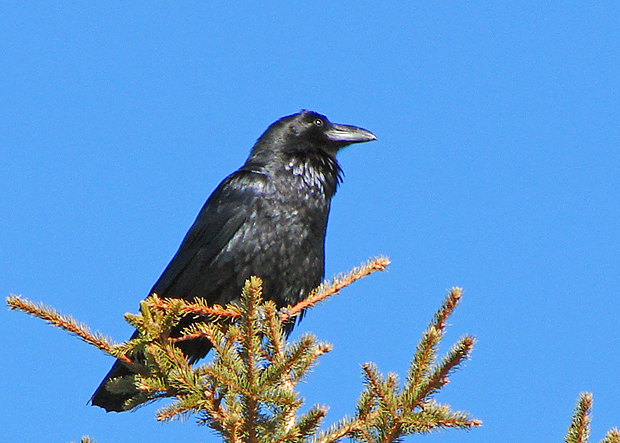 krkavec čierny corvus corax