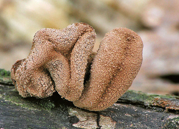 dutinovka otrubnatá Encoelia furfuracea (Roth) P. Karst.