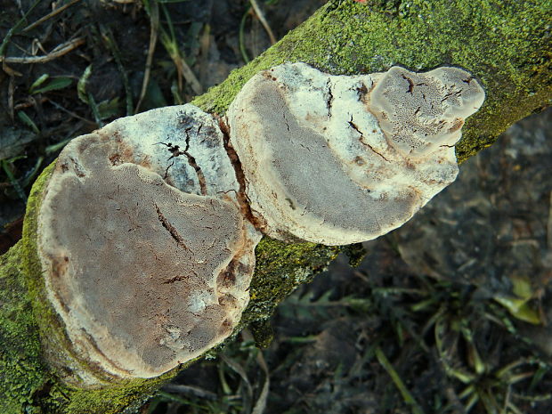 ohňovec slivkový Phellinus pomaceus (Pers.) Maire