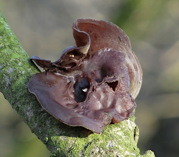 uchovec bazový-boltcovitka ucho Jidášovo	 Auricularia auricula-judae (Bull.) Quél.